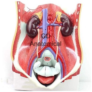 Urinary System Block Model Dual Sex, 6 Parts