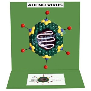 Adeno viruses