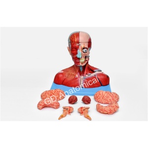 Head and Neck Muscle Model