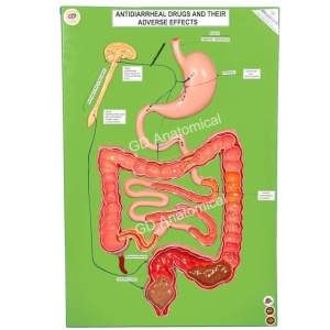 Antibacterial Drugs Action At Ribosomes