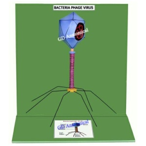 Bacteriophage Virus