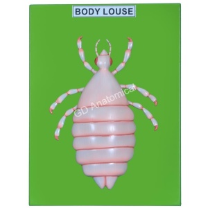Body Louse Model