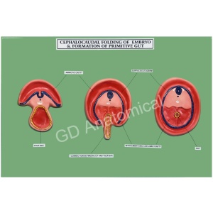 Cephalocaudal Folding Of Embryo & Formation Of Primitive Gut Model