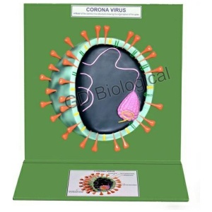Corona Virus