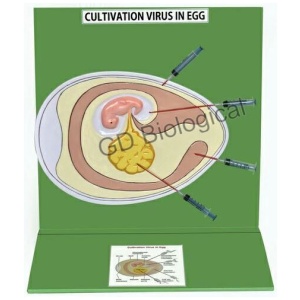 Cultivation Virus In Egg