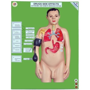 Drugs Side Effects- Autonomic And Somatic Nervous System