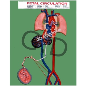 Fetal Circulation