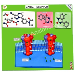 GABA Receptors