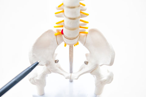 Genital & Pelvis Models