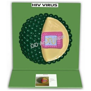 HIV Virus