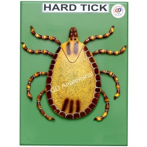 Hard Tick Model
