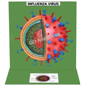 Influenza Virus