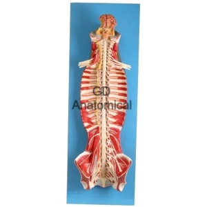 Spinal Cord In The Spinal Canal