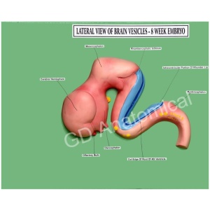 Lateral View of Brain Vesicles - 8 Week Embryo Model