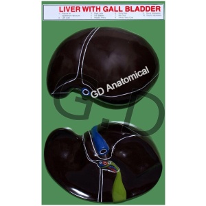 Liver With Gall Bladder