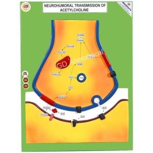 Neurohumoral Transmission of Acetylcholine