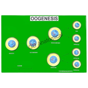 OOGENESIS