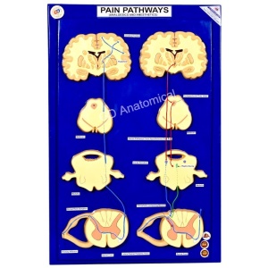 Pain Pathways - Analgesics And Anesthetics