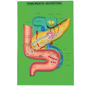 Pancreatic Secretion
