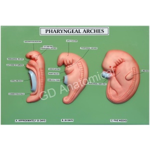 Pharyngeal Arches Model