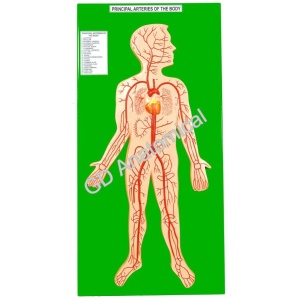 Principal Arteries Of The Body