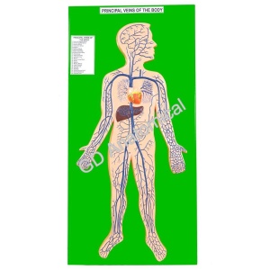 Principal Veins Of The Body