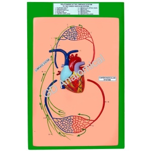 Relationship of The Lymphatic System To The Cardiovascular System