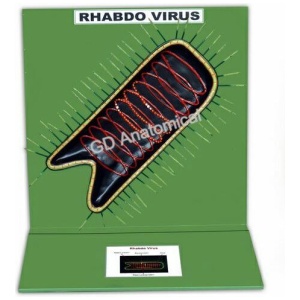 Rhabdo Virus