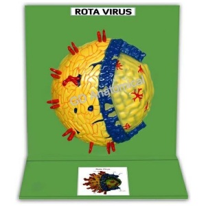 Rota Virus