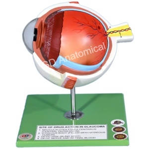 Site of Drug Action In Glaucoma