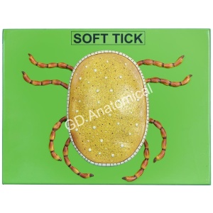 Soft Tick Model