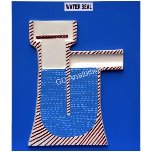 Water Seal Model