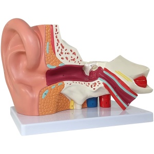 Ear Model