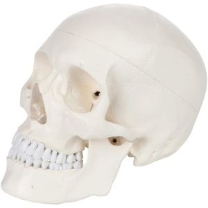 Human Skull Model