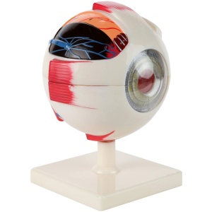 Eye Model