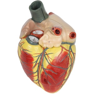 Life-Size 3-Part Human Heart Model