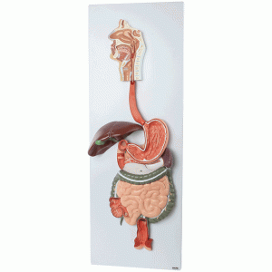 Digestive System Model