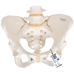 Female Pelvis Set - Fixed and Articulating Anatomy Models