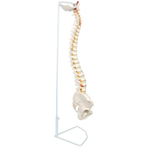 Spine Model