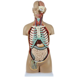 Human Torso Model