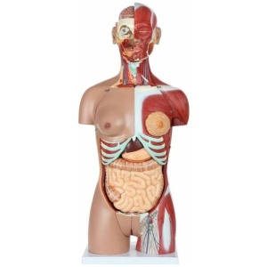 Dual-Sex 28-Part Muscled Human Torso Model 