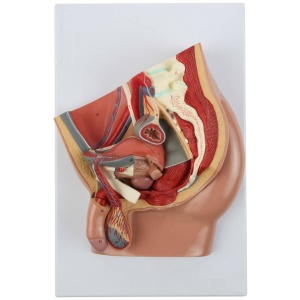 Male Pelvis Anatomy Model with Removable Parts
