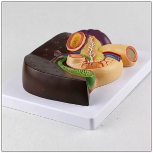 Human Liver Anatomy Model With Gallbladder