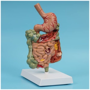 Pathological Digestive System Model
