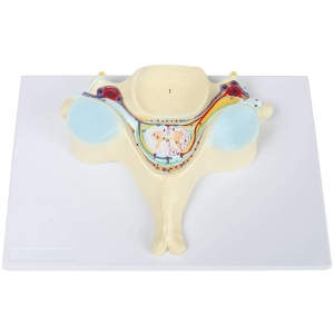 5th Cervical Vertebra