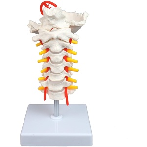 Cervical Vertebral Column with Spinal Nerves and Arteries