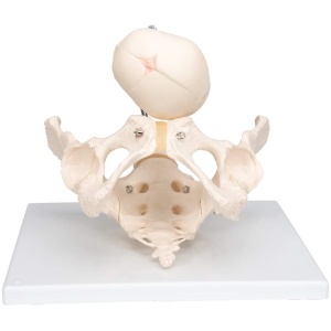 Childbirth Demonstration Pelvis Skeleton Model with Fetal Skull