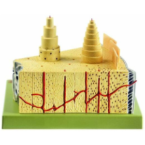 Construction of Bone Anatomy Model