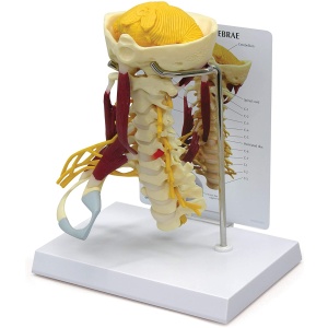 Deluxe Muscled Cervical Anatomy Model
