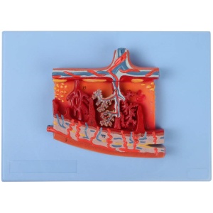 Enlarged Model of Placenta